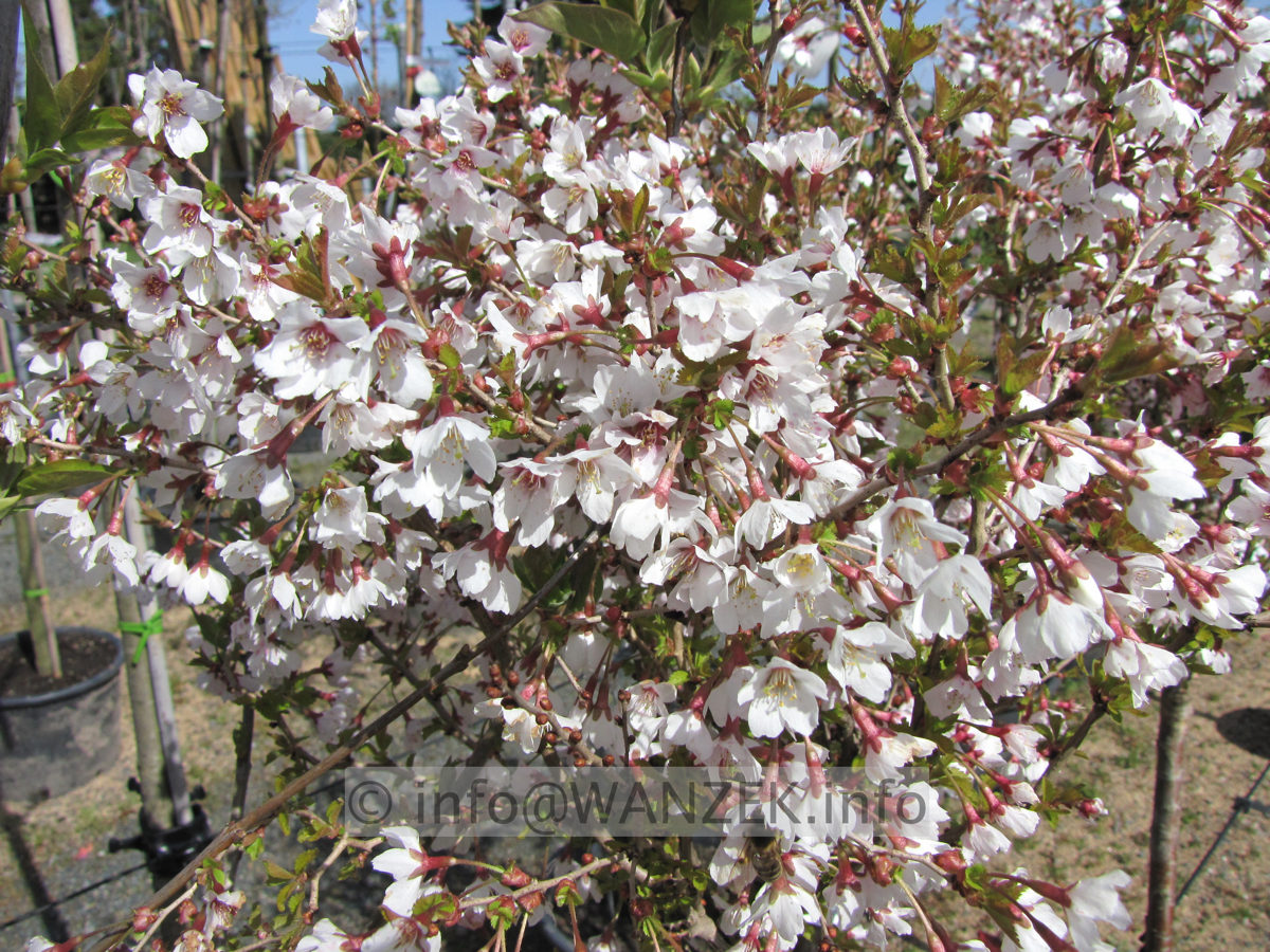 Prunus incisa Kojou-No-Mai 07 bluehend nah.JPG